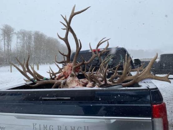 Archery elk hunting in Montana